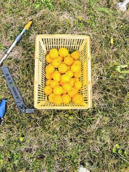 ゆずの収穫 ゆず,木,実の写真素材