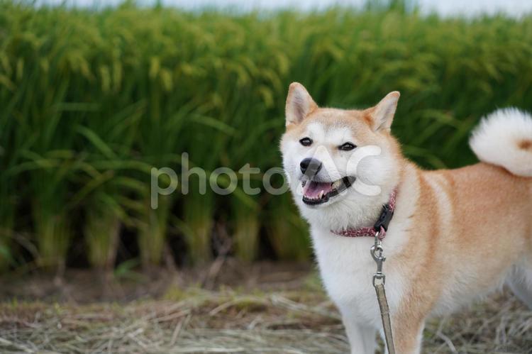 ゆずの大好きな休憩場所 柴犬,犬,日本犬の写真素材