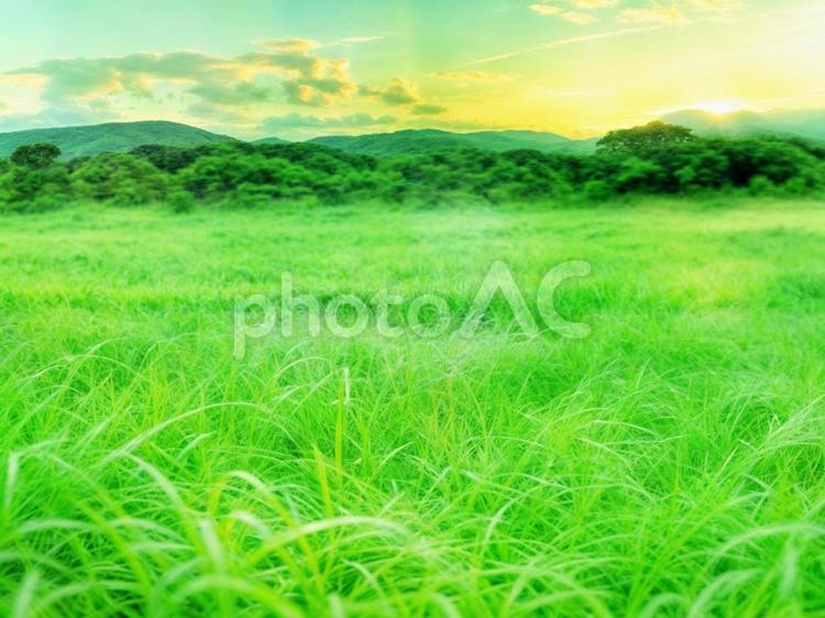 緑輝く野原と山と朝日の背景 木,新緑,草の写真素材