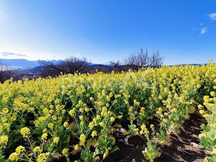 青空と菜の花畑 菜の花,花,春の写真素材