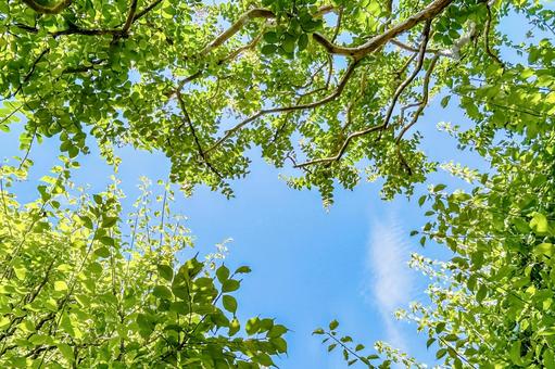 青空と陽に透けるグリーンの生き生きした葉 青空と陽に透けるグリーンの生き生きした葉 葉っぱ,緑,グリーンの写真素材
