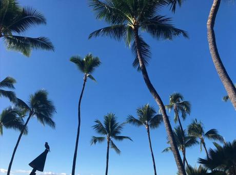 南国の青空とヤシの木の風景の写真