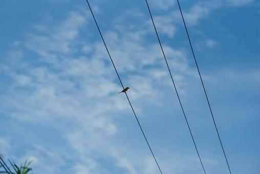 電線の上で辺りを見回すモズ 電線の上で辺りを見回すモズ モズ,小鳥,野鳥の写真素材