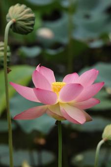 Photo, lotus flower, bald, lotus, 