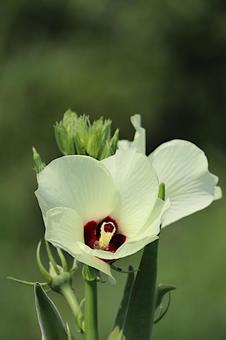 綺麗なオクラの花 綺麗なオクラの花の写真