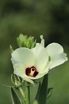 Photo, okra, flower, cream, 