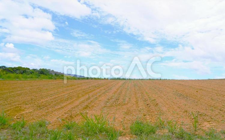 きれいに耕された沖縄の農地 農地,耕地,茶色の写真素材