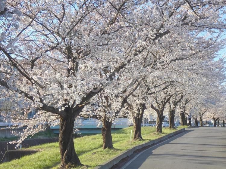 桜並木_5 桜,並木,長野県の写真素材