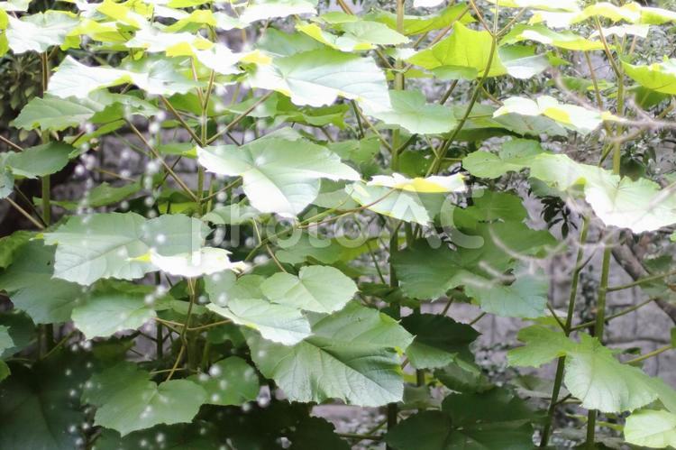 梅雨の時期の癒し 梅雨,いやし,滴るの写真素材