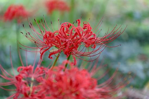彼岸花 彼岸花の写真