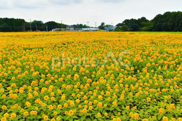 一面のひまわり畑 ひまわり,八重ひまわり,栃木の写真素材