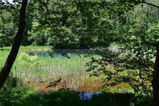 裏磐梯・五色沼、神秘的な色の沼﻿と植物 五色沼,福島,裏磐梯の写真素材