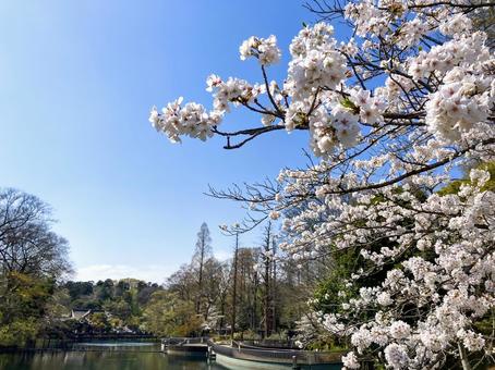 春の井の頭公園　桜の風景 桜,花,開花の写真素材
