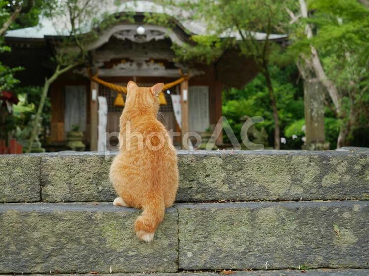 ネコ　野良猫　ねこ　猫　　佇む　石段　参拝 ネコ,ねこ,猫の写真素材