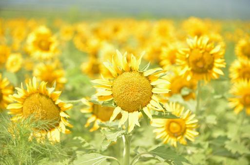 Photo, sunflower, summer, yellow flowers, 