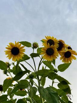 夕暮れ時に少しうなだれる向日葵 夕暮れ時に少しうなだれる向日葵 向日葵,ひまわり,フラワーの写真素材