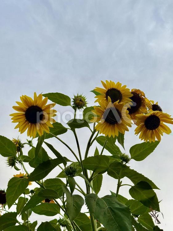 夕暮れ時に少しうなだれる向日葵 向日葵,ひまわり,フラワーの写真素材