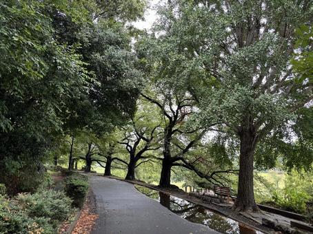 雨あがりの大宮第二公園。 雨あがりの大宮第二公園。の写真