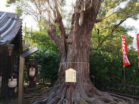 浅草寺の鎮護堂、神木と狸のやきもの 浅草寺の鎮護堂、神木と狸のやきものの写真