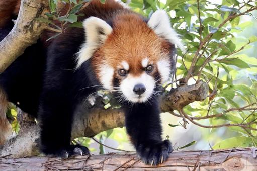 木の上を歩くレッサーパンダ レッサーパンダ,動物,生き物の写真素材