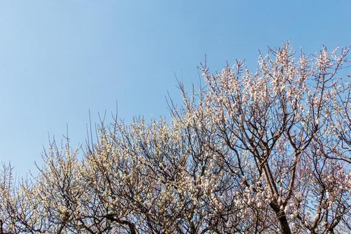 青空に映える満開の白梅の写真