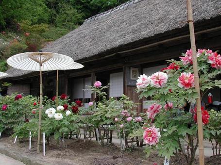 ボタン・牡丹 ボタン,風景マクロ,低木の写真素材