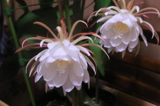 夜中に月花美人が咲きました 月花美人,開花,珍しいの写真素材