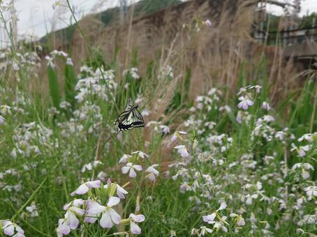 アゲハとハマダイコンの花 アゲハ,ナミアゲハ,アゲハチョウの写真素材