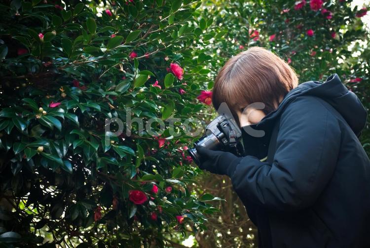 ＜人物＞寒椿を撮影をする女性写真家 女性,写真,撮影の写真素材