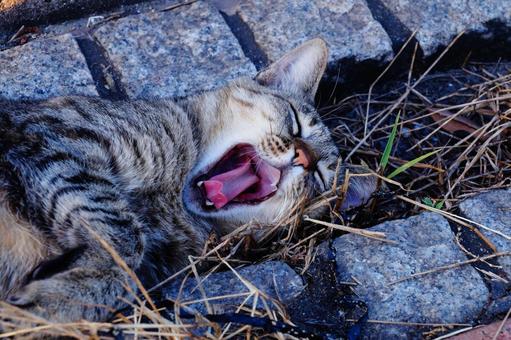 欠伸する猫 欠伸する猫 ねこ,動物,生き物の写真素材