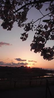 夕日と桜 夕日と桜の写真