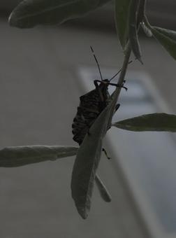 カメムシ カメムシ,害虫,昆虫の写真素材