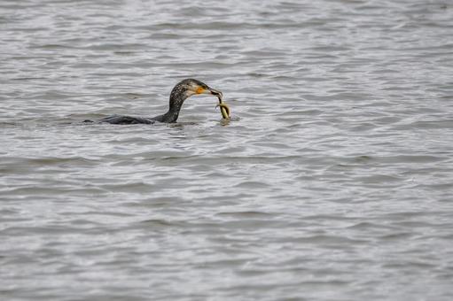 ウミウの若鳥⑺ ウミウの若鳥⑺の写真