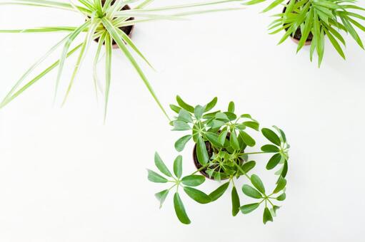 観葉植物 白背景 観葉植物 白背景の写真