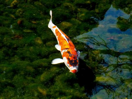 池の中を泳ぐ鯉 池の中を泳ぐ鯉 コイ,魚類,生き物の写真素材