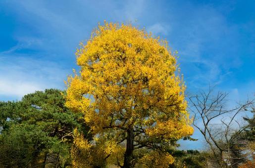 晩秋の皇居・北の丸公園の紅(黄)葉 晩秋,秋,北の丸公園の写真素材