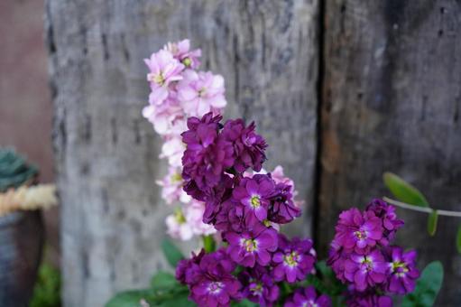 Photo, purple, pink, flower bed, 