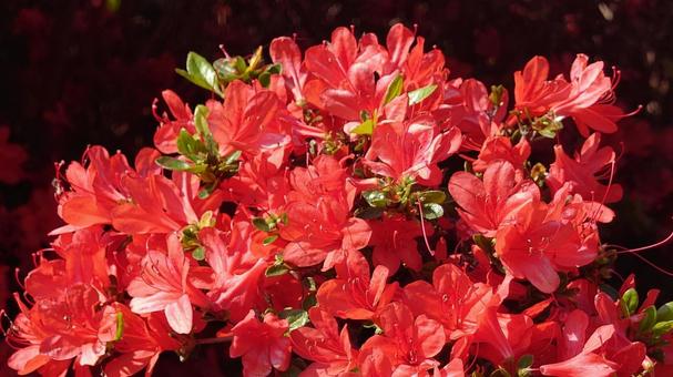 Photo, spring, azalea, it's beautiful, 
