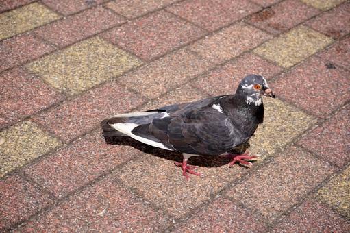歩道を歩く鳩の姿 歩道を歩く鳩の姿の写真