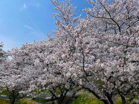 Photo, spring, cherry blossoms, rape blossoms, 