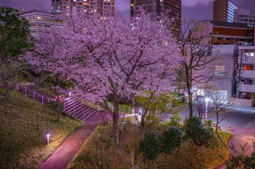 Cherry blossoms at night and cherry tree-lined street in Akasaka, JPG Cherry blossoms at night and cherry tree-lined street in Akasaka, JPG
