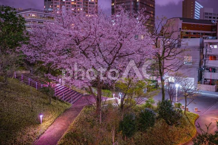 赤坂の夜桜と桜並木の道 夜桜,桜,並木道の写真素材