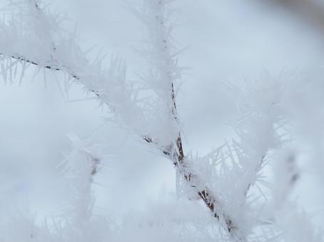 樹氷・霧氷(子壇嶺山) 樹氷・霧氷(子壇嶺山) 樹氷,霧氷,子壇嶺山の写真素材