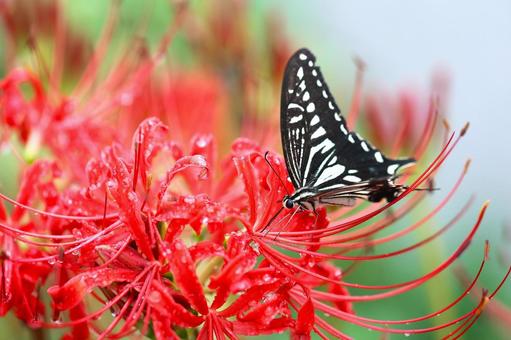 彼岸花とアゲハ蝶 彼岸花とアゲハ蝶 彼岸花,曼殊沙華,秋の写真素材