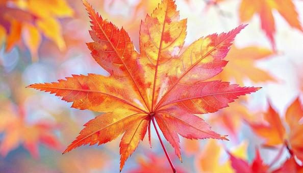 もみじの葉のアップ 秋の紅葉 もみじの葉のアップ 秋の紅葉の写真