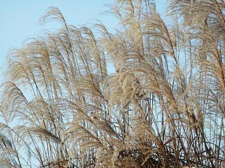 ススキ・薄・尾花　咲く風景 風景美,ポピュラー,夏の写真素材