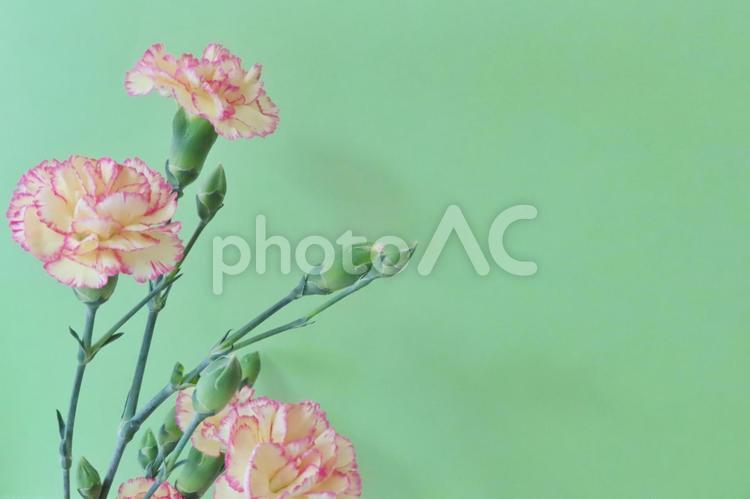 カーネーション　母の日メッセージカード 花,春,植物の写真素材