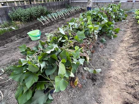 つる返しをしたサツマイモの畑 つる返しをしたサツマイモの畑 サツマイモ,つる返し,畑の写真素材