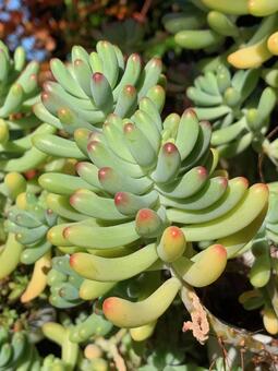 セダム　乙女心　色づき始め 多肉植物,乙女心,セダムの写真素材