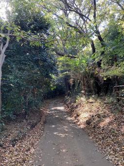 山道 山 舗装 木 落ち葉 緑 山道 山 舗装 木 落ち葉 緑の写真